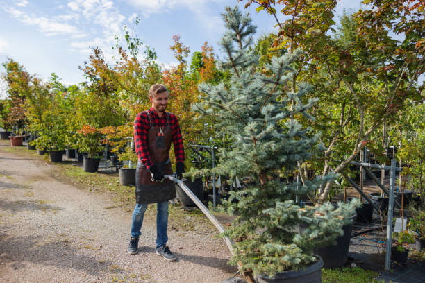 Trusted City View, SC Tree Service Experts